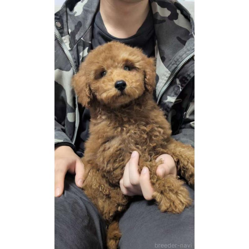 成約済の茨城県のトイプードル-417233の4枚目