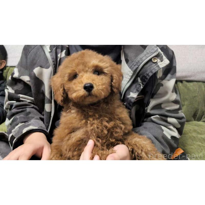 成約済の茨城県のトイプードル-417233の3枚目