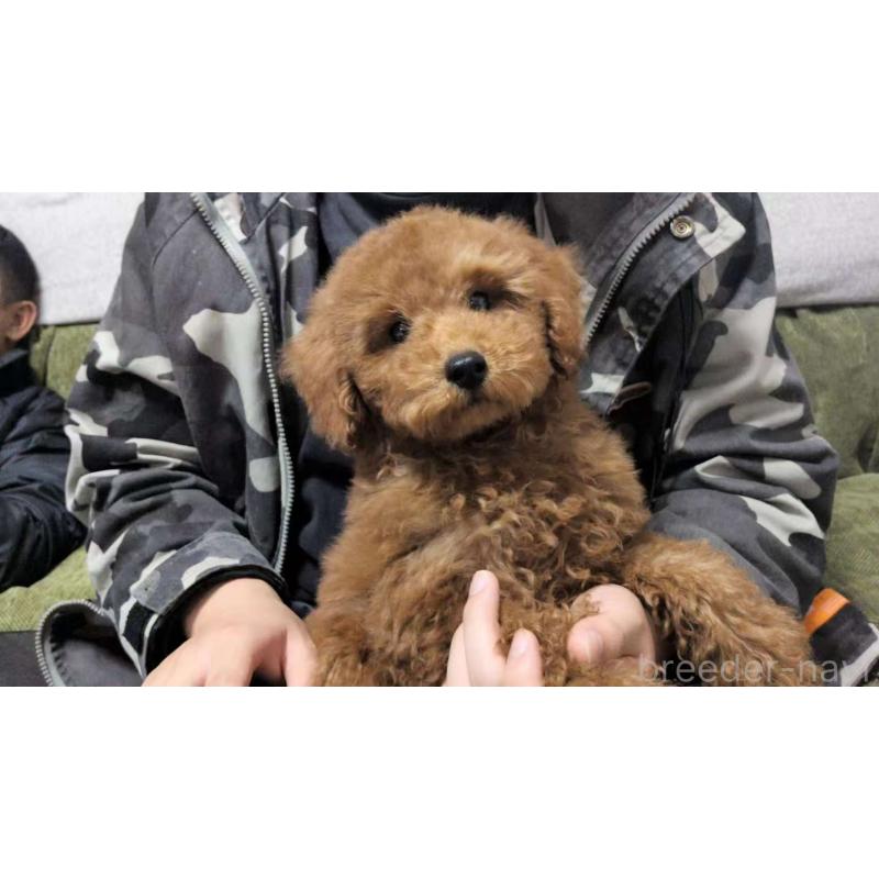 成約済の茨城県のトイプードル-417233の2枚目