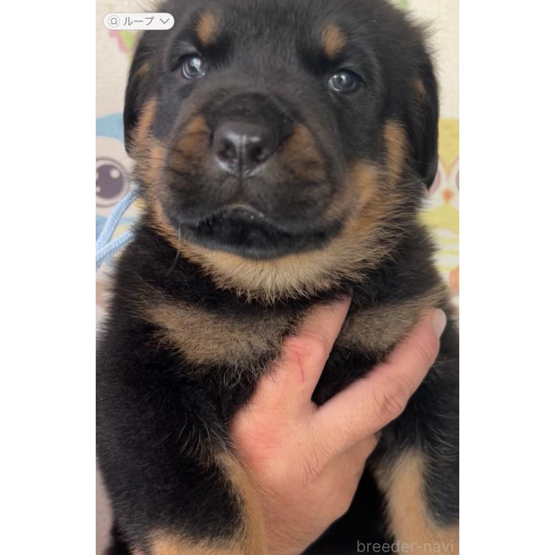 販売中の愛知県のロットワイラー-420737