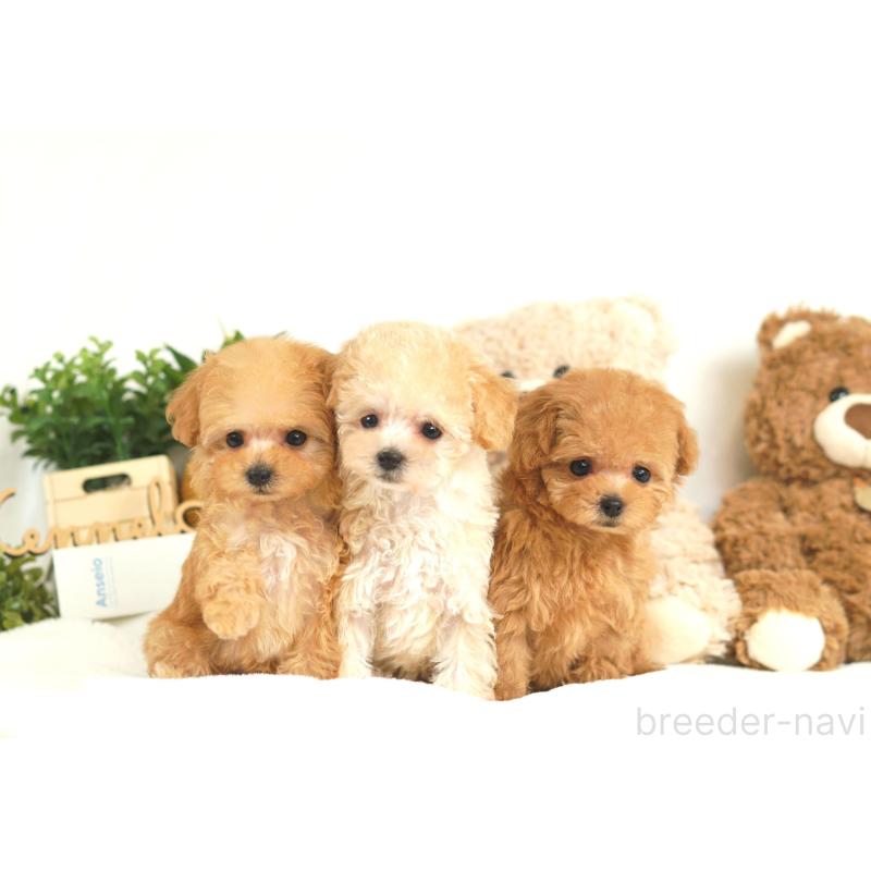 販売中の大阪府のティーカッププードル-428151の5枚目