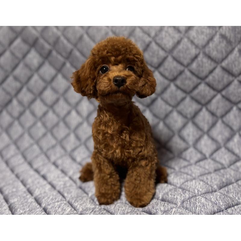 販売中の福岡県のティーカッププードル-401953の2枚目