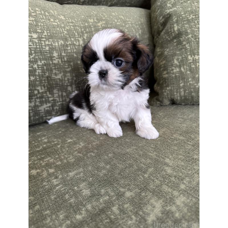 販売中の福岡県のシーズー-428157の7枚目