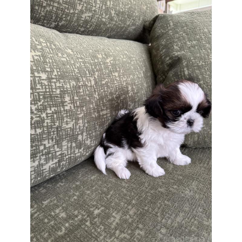 販売中の福岡県のシーズー-428157の6枚目