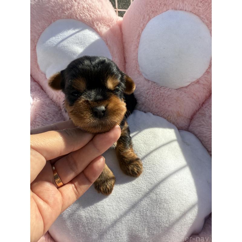 販売中の岐阜県のヨークシャーテリア-428153の3枚目