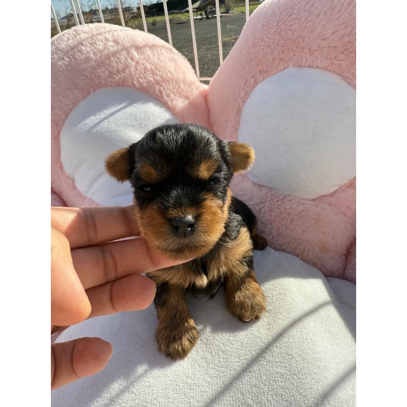 販売中の岐阜県のヨークシャーテリア-428153の2枚目