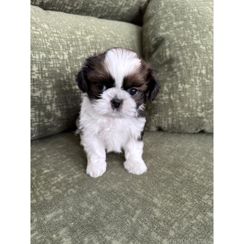 販売中の福岡県のシーズー-428157の5枚目