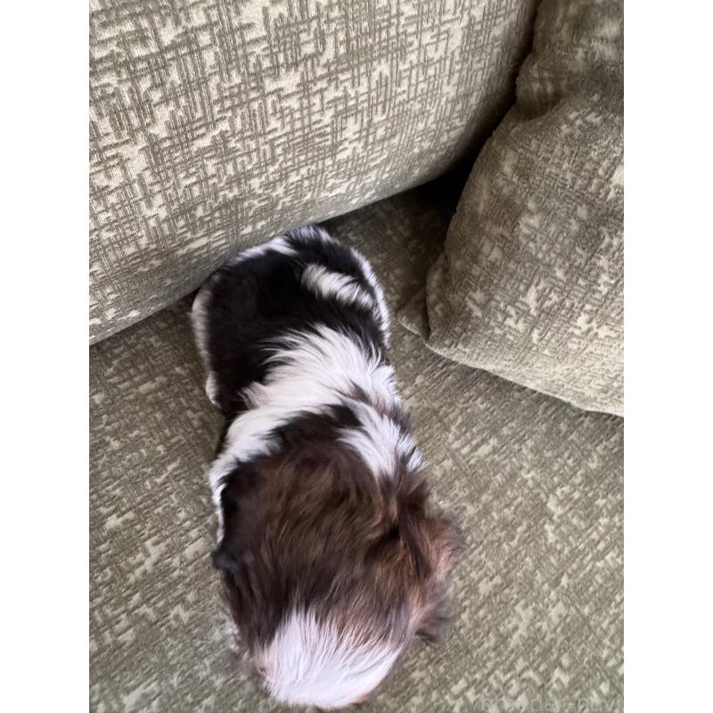 販売中の福岡県のシーズー-428157の4枚目