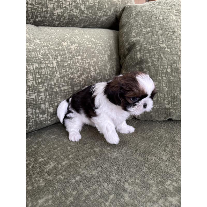 販売中の福岡県のシーズー-428157の3枚目