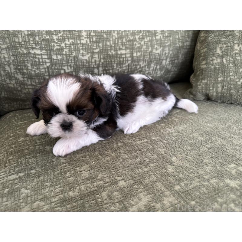 販売中の福岡県のシーズー-428157の2枚目