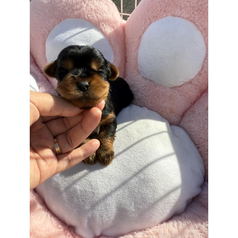 販売中の岐阜県のヨークシャーテリア-428154の3枚目