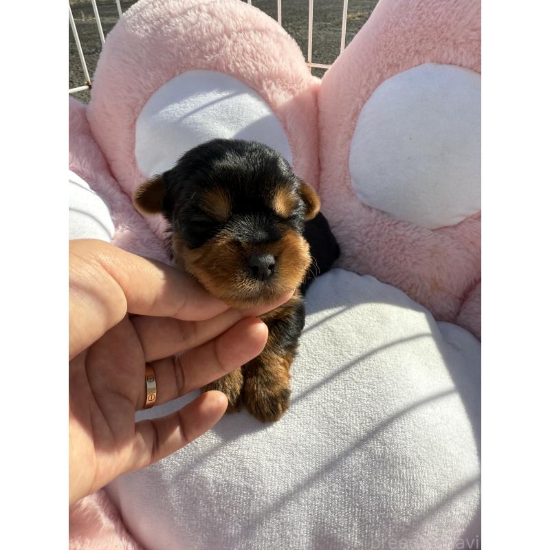 販売中の岐阜県のヨークシャーテリア-428154の2枚目