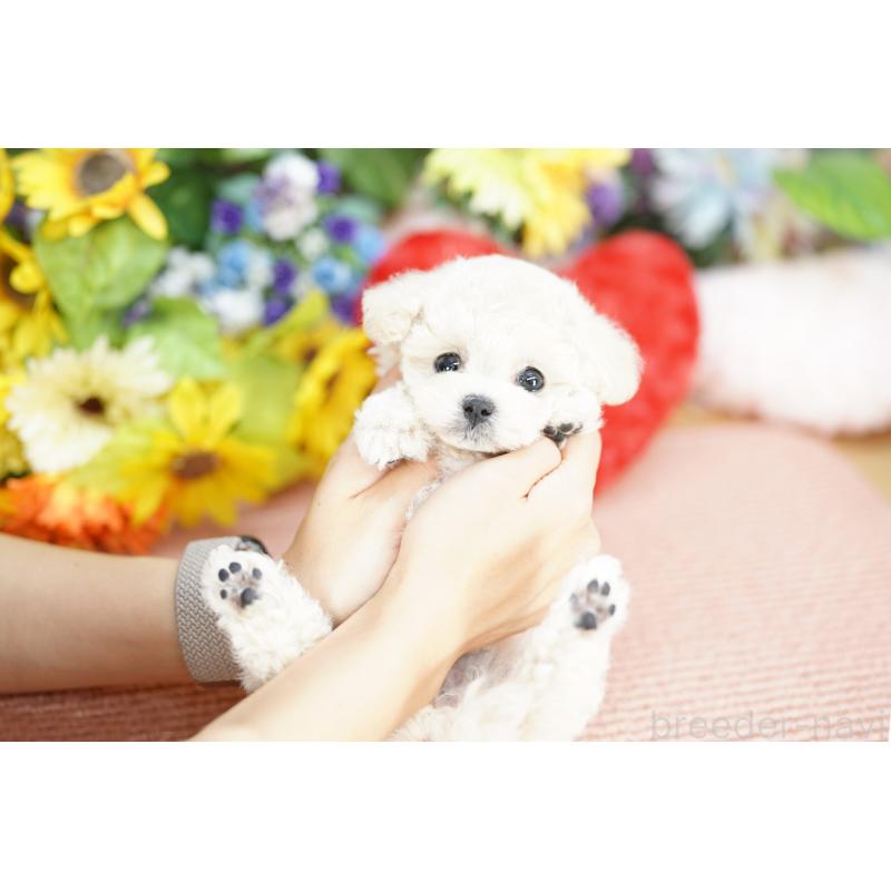 販売中の埼玉県のビションプー:ビションフリーゼ×トイプードル-428155の2枚目