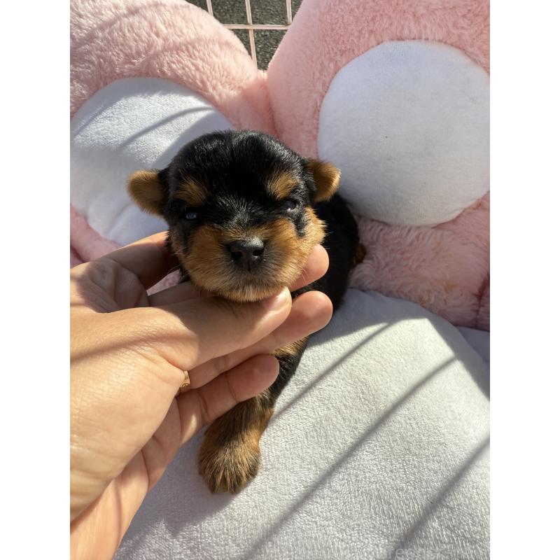 販売中の岐阜県のヨークシャーテリア-428159の4枚目