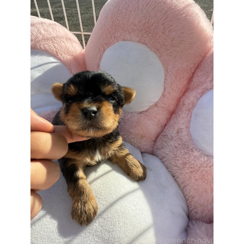 販売中の岐阜県のヨークシャーテリア-428159の3枚目