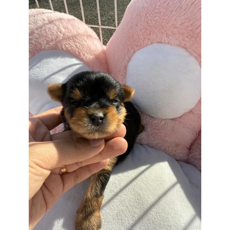 販売中の岐阜県のヨークシャーテリア-428159の2枚目