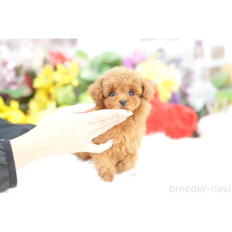 販売中の埼玉県のトイプードル-428158の4枚目