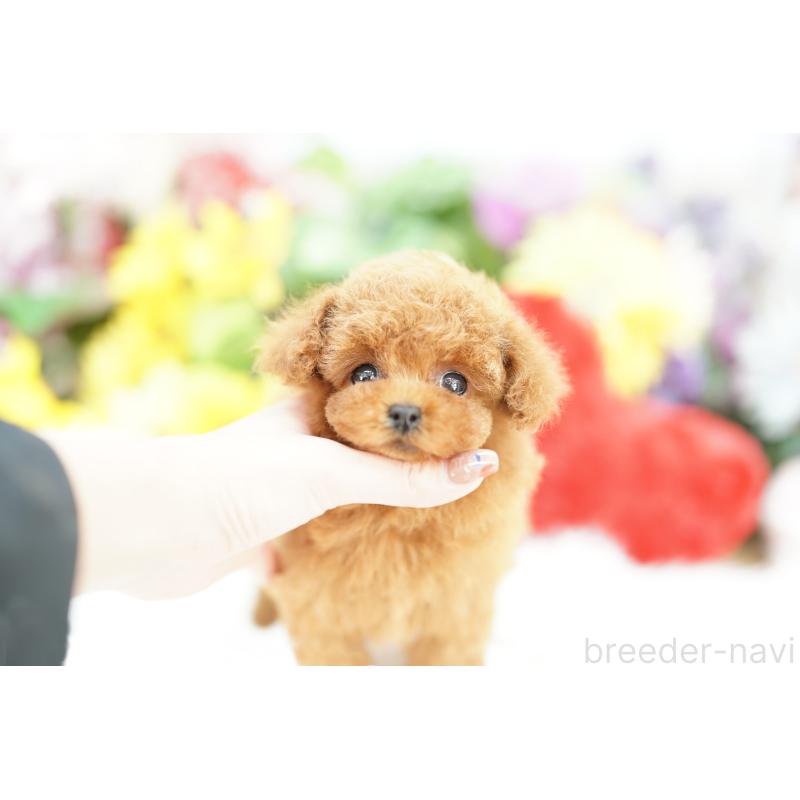 販売中の埼玉県のトイプードル-428158の3枚目