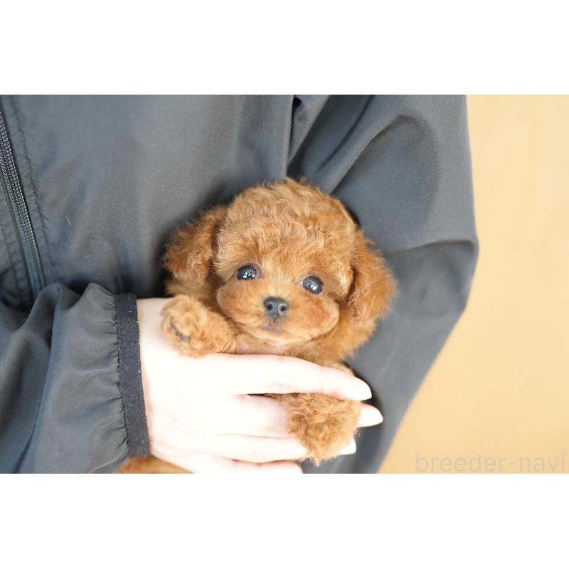 販売中の埼玉県のトイプードル-428158の2枚目