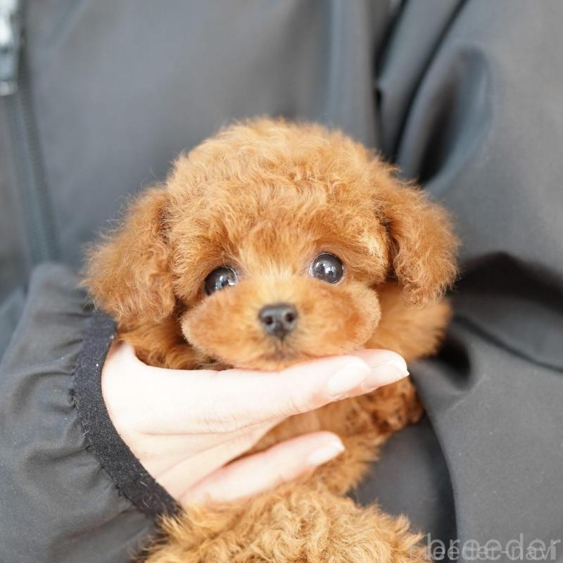 販売中の埼玉県のトイプードル-428158