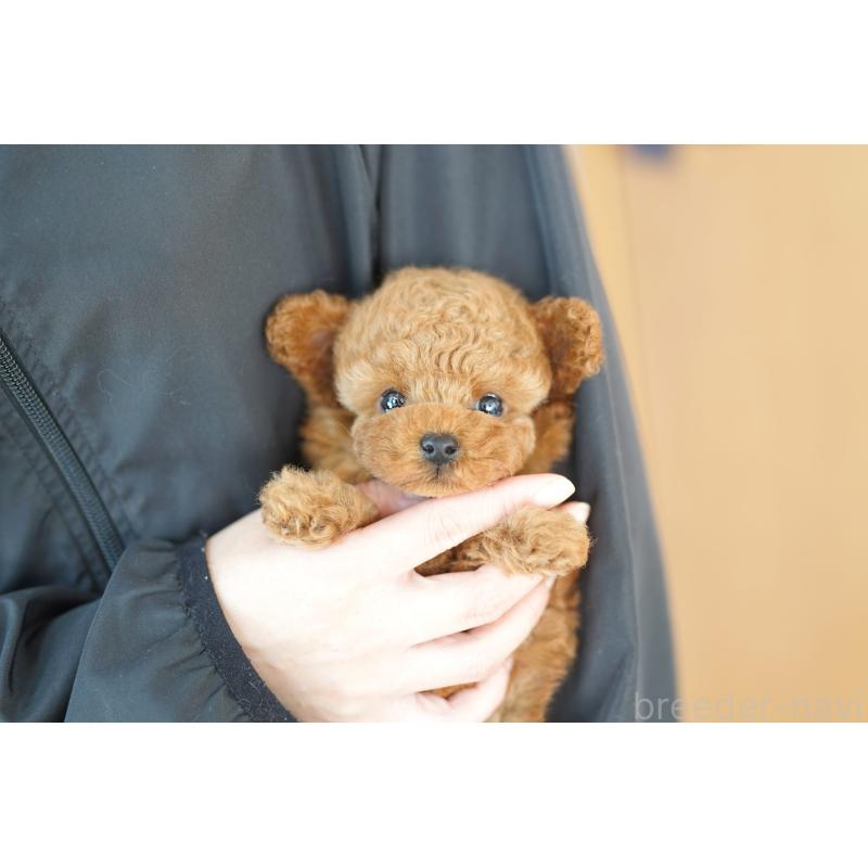 販売中の埼玉県のトイプードル-428160の4枚目