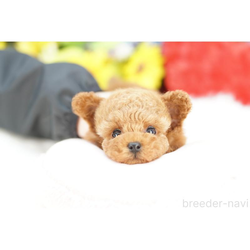 販売中の埼玉県のトイプードル-428160の3枚目