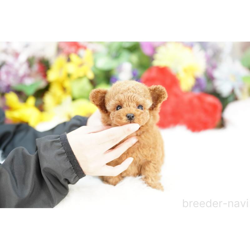 販売中の埼玉県のトイプードル-428160の2枚目