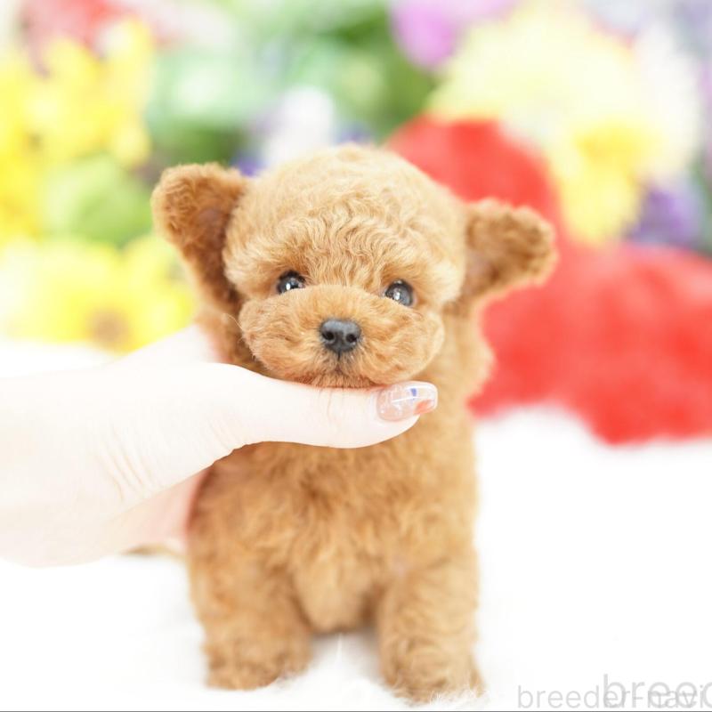 販売中の埼玉県のトイプードル-428160の1枚目