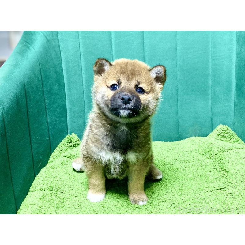 販売中の茨城県の豆柴-428162の4枚目