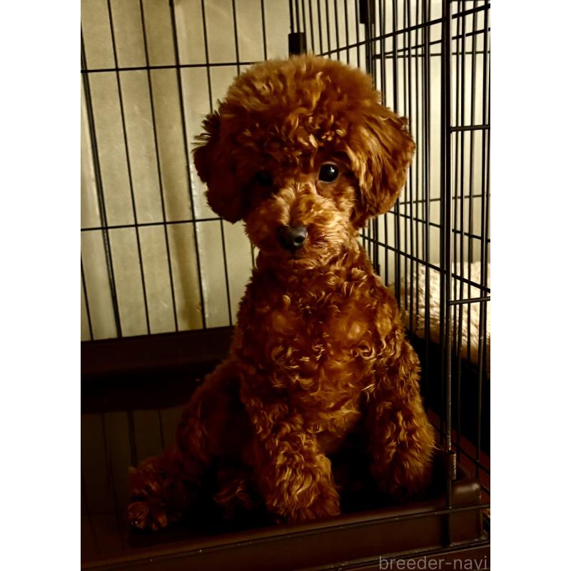 販売中の福岡県のタイニープードル-401952の2枚目