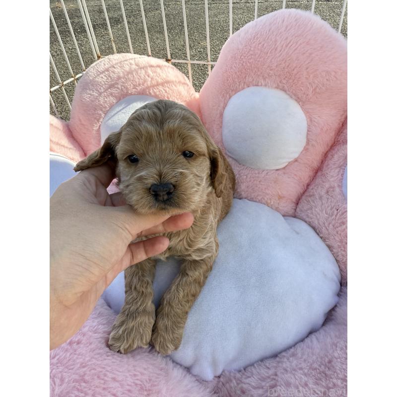 販売中の岐阜県のコッカプー:アメリカンコッカースパニエル×トイプードル-428165の3枚目