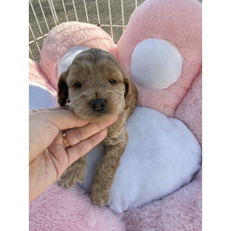 販売中の岐阜県のコッカプー:アメリカンコッカースパニエル×トイプードル-428165の2枚目