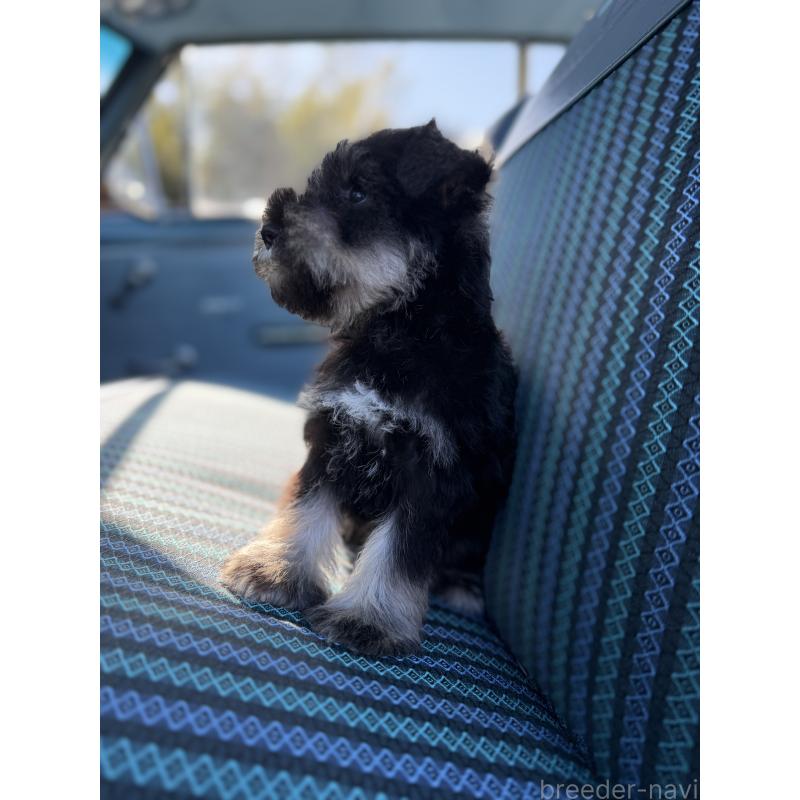 販売中の福岡県のミニチュアシュナウザー-428167の5枚目