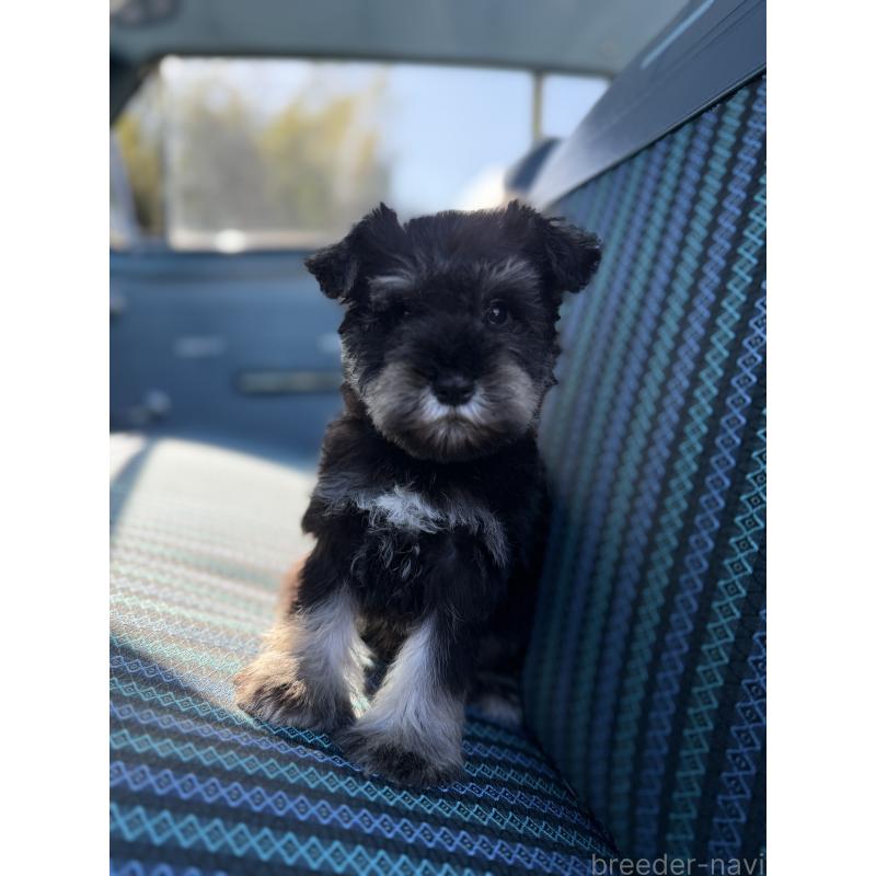 販売中の福岡県のミニチュアシュナウザー-428167の3枚目