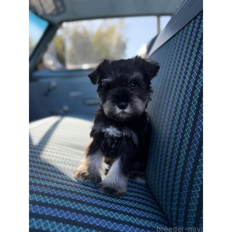 販売中の福岡県のミニチュアシュナウザー-428167の2枚目