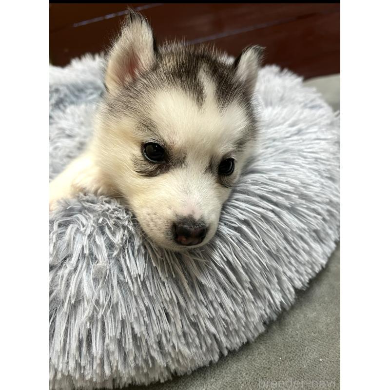 販売中の静岡県のシベリアンハスキー-428169の6枚目