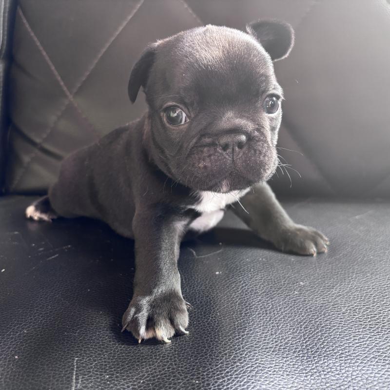 販売中の愛知県のフレンチブルドッグ-428168