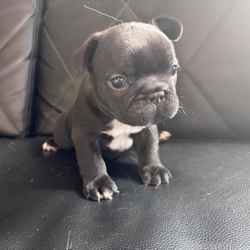 販売中の愛知県のフレンチブルドッグ-428168の4枚目