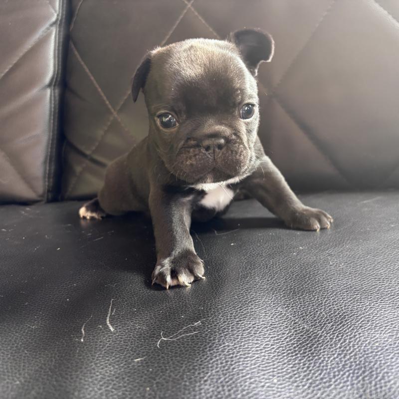 販売中の愛知県のフレンチブルドッグ-428168の3枚目