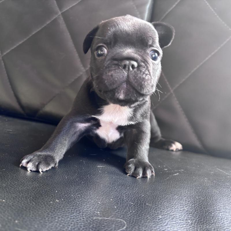 販売中の愛知県のフレンチブルドッグ-428168の2枚目