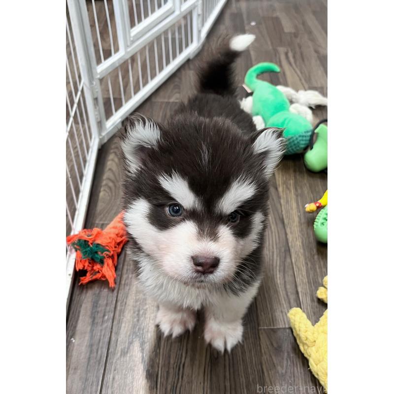 販売中の東京都のアラスカンマラミュート-426564の7枚目