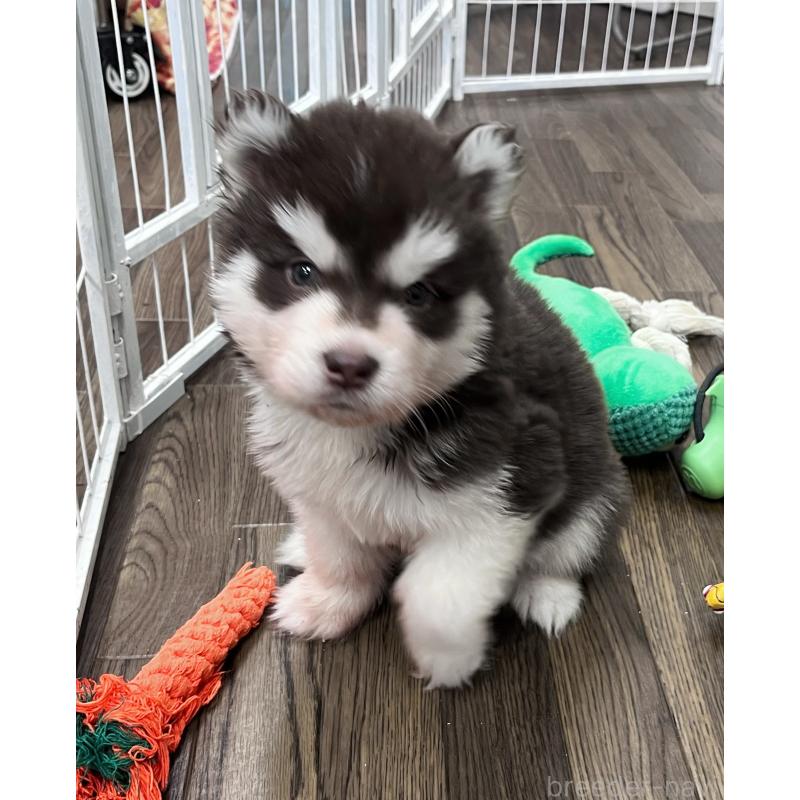 販売中の東京都のアラスカンマラミュート-426564の6枚目