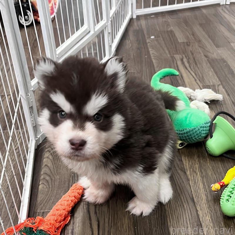 販売中の東京都のアラスカンマラミュート-426564の5枚目