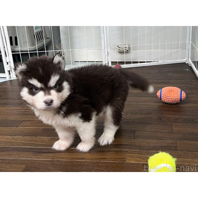 販売中の東京都のアラスカンマラミュート-426564の4枚目