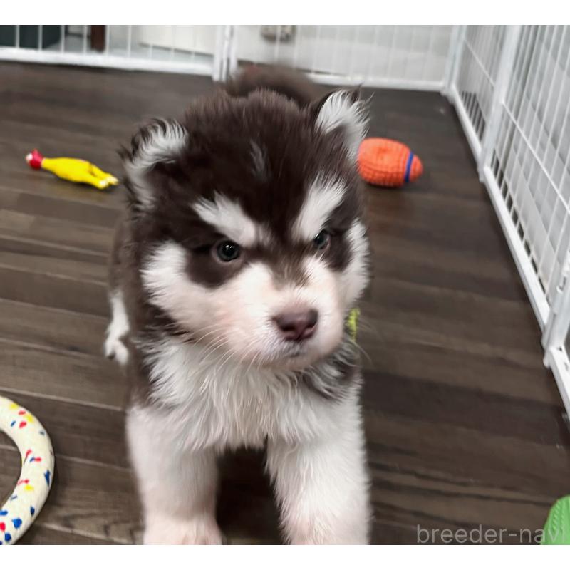 販売中の東京都のアラスカンマラミュート-426564の3枚目