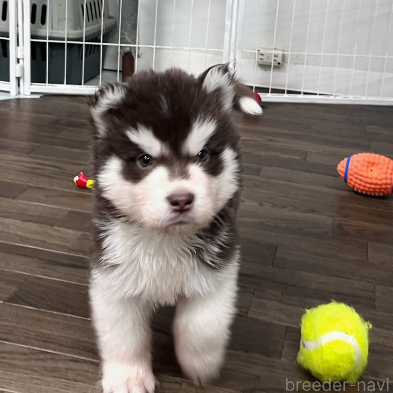 販売中の東京都のアラスカンマラミュート-426564の2枚目