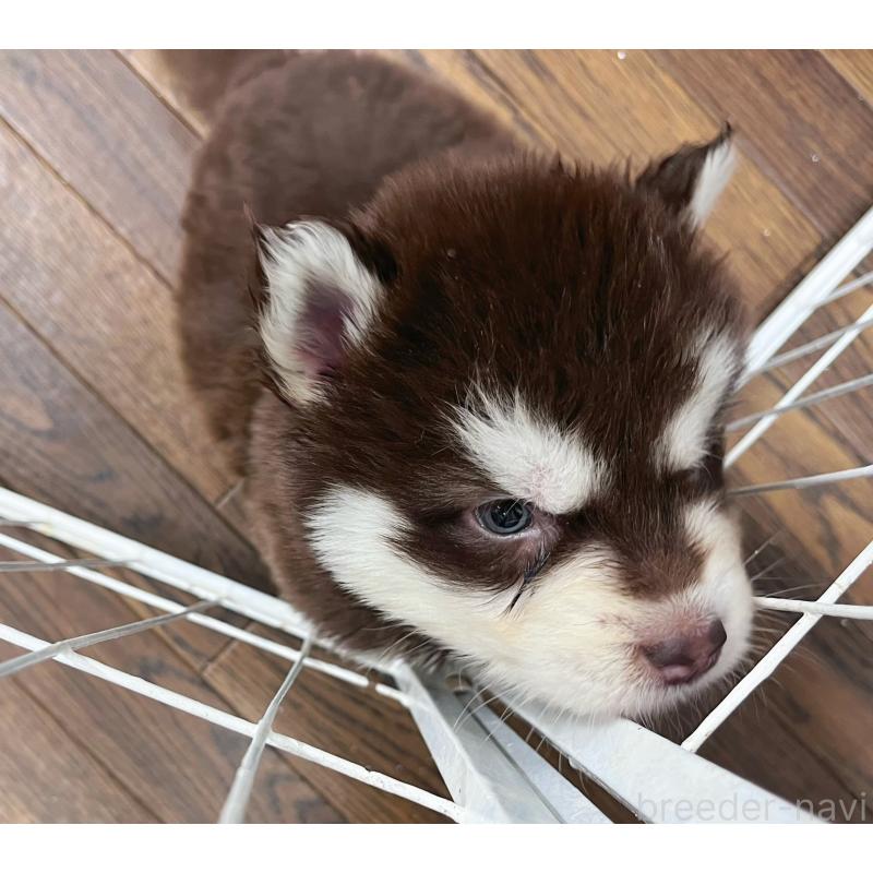 販売中の東京都のアラスカンマラミュート-426569の7枚目