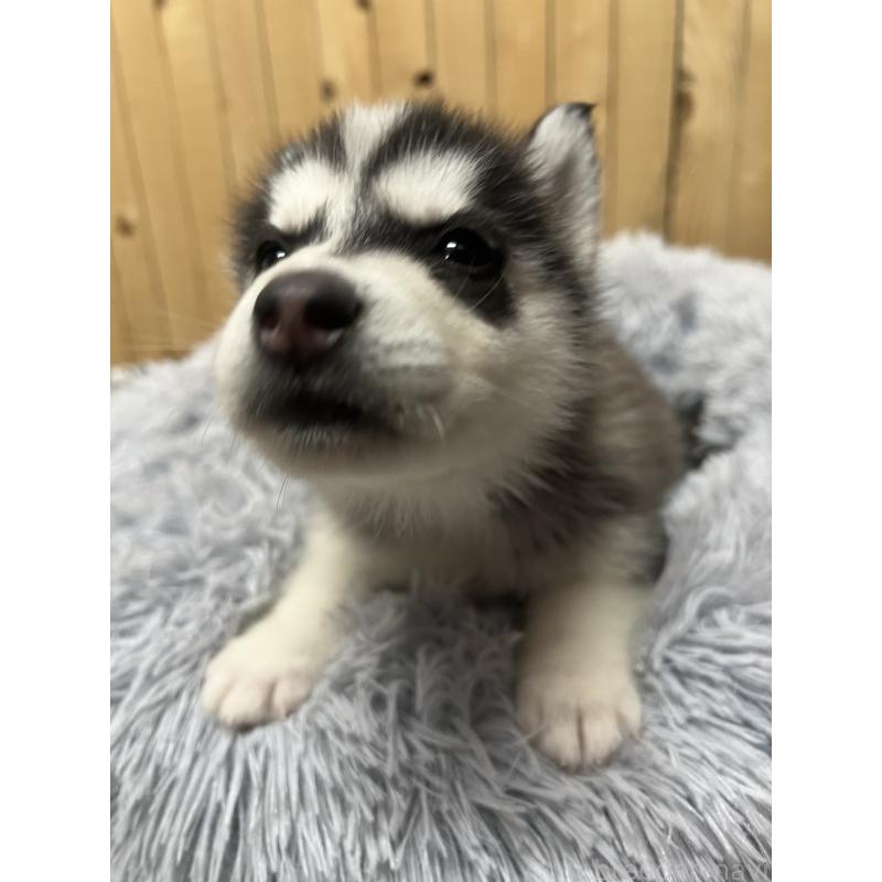 販売中の静岡県のシベリアンハスキー-428161の4枚目