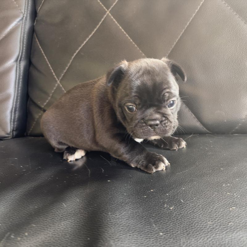 販売中の愛知県のフレンチブルドッグ-428170の4枚目