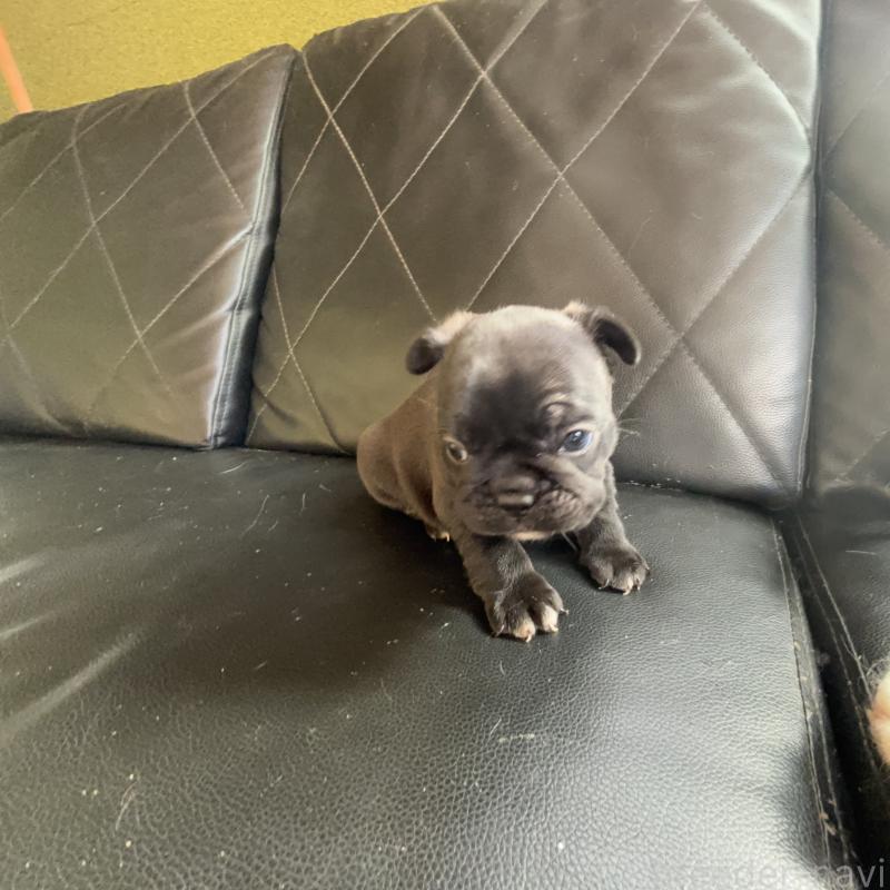 販売中の愛知県のフレンチブルドッグ-428170の3枚目